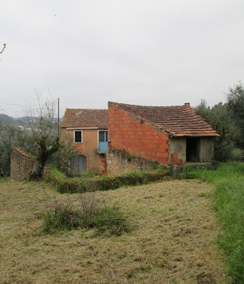 casa antiga com terreno olival