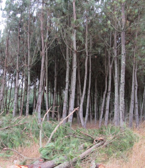 terreno lagoa ruiva sao mamede