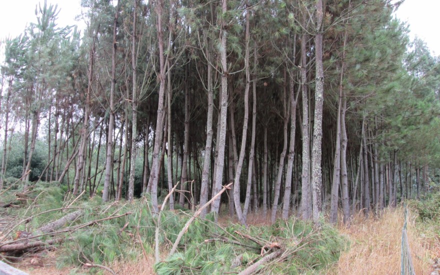 terreno lagoa ruiva sao mamede